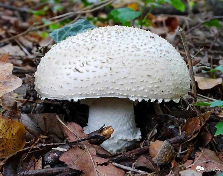 Megbújva!