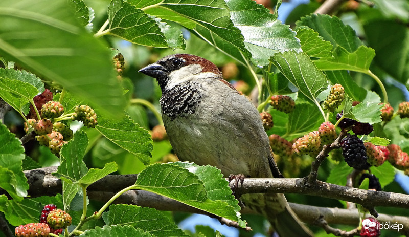 Álca