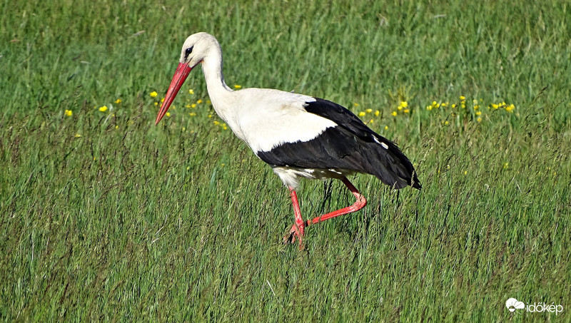 Keresgélő