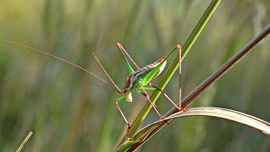 "Birodalmi lépegető"