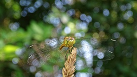 Face to face