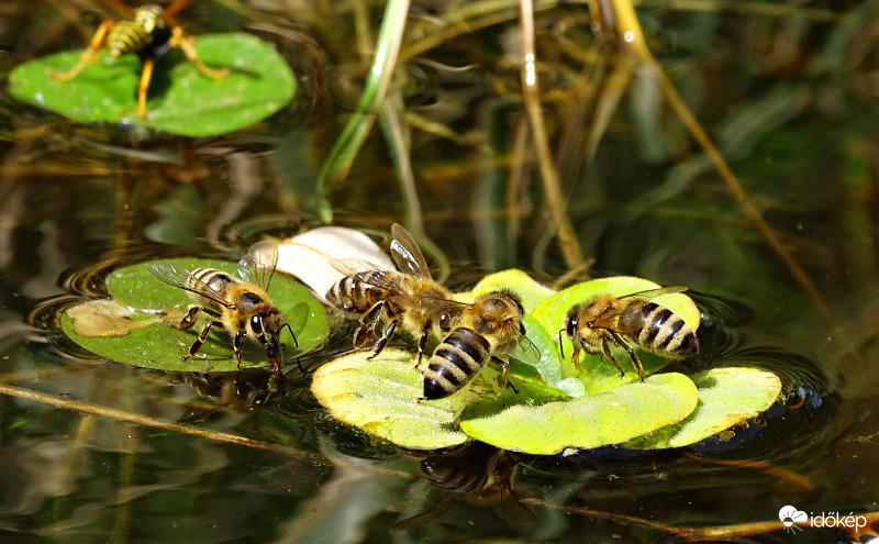 "Térj be, vándor..."