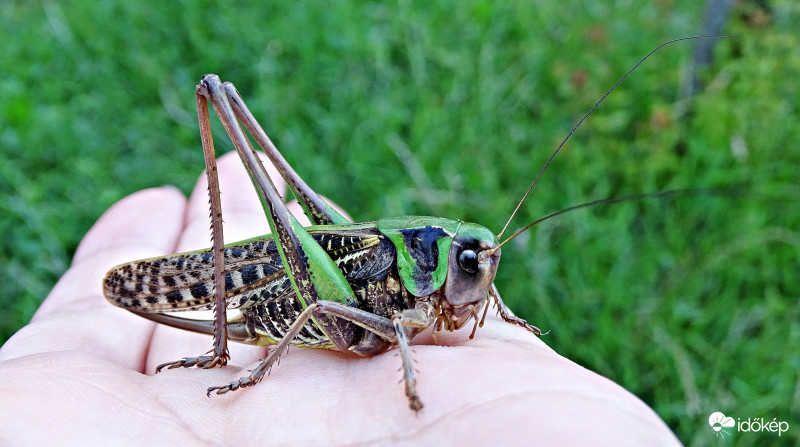 Szemölcsevő szöcske