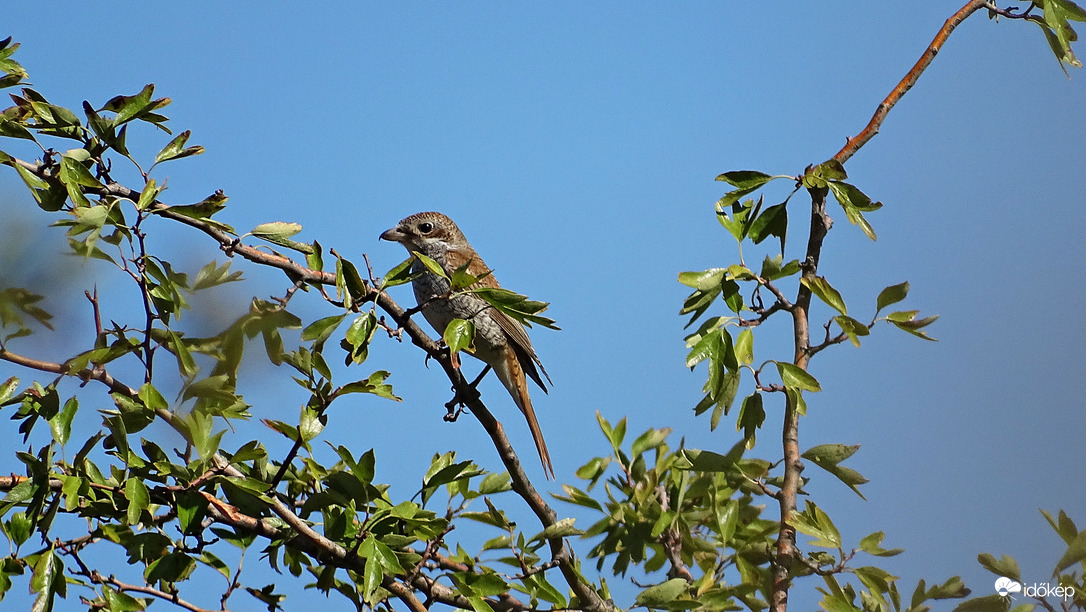 Én még itt vagyok!