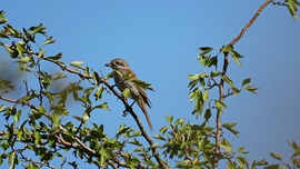 Én még itt vagyok!