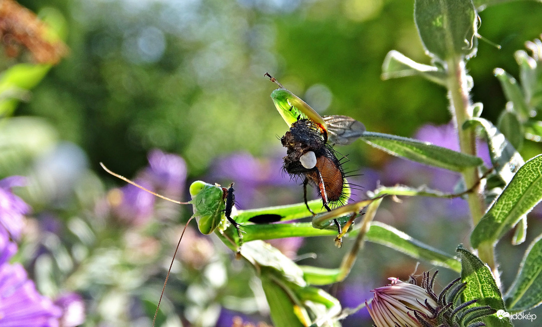 Szárnyát vagy combját?