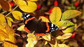 "Csipkebokor rózsa közt"