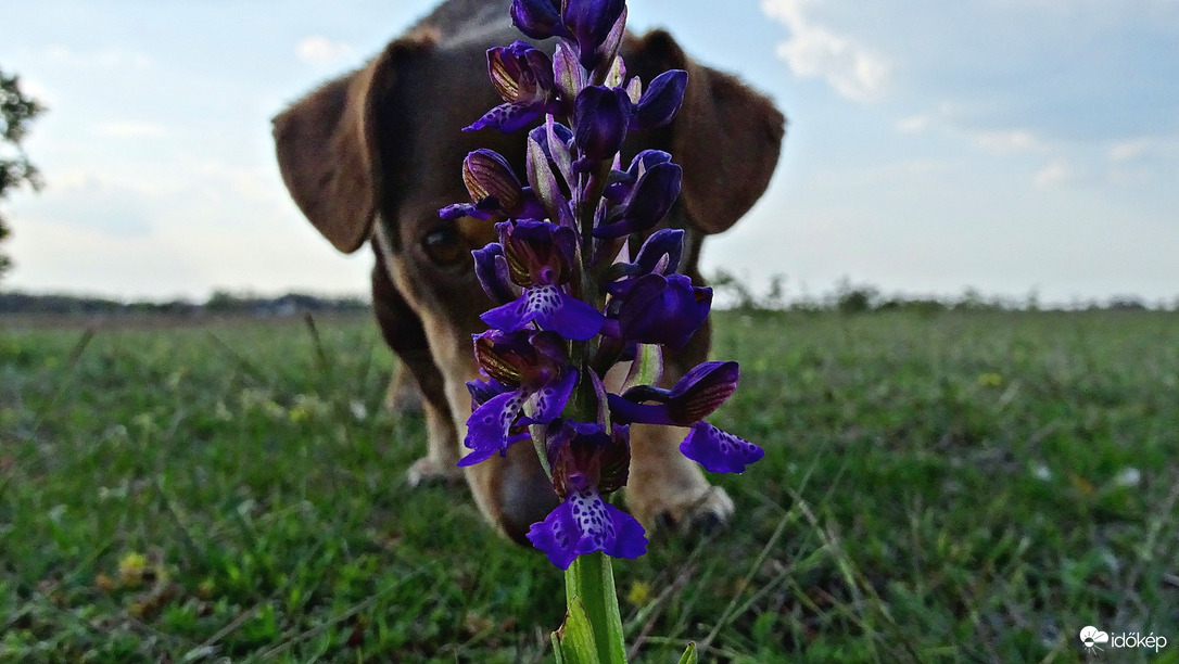 Agárkosbor vs. Picur