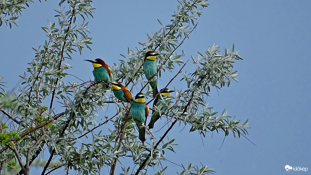 Gyurgyalagéknál...