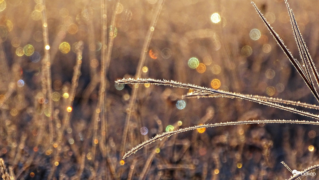 Természet adta "izzósor"