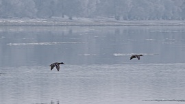 Élet a jeges Dunán