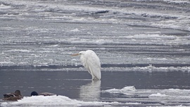 Élet a jeges Dunán