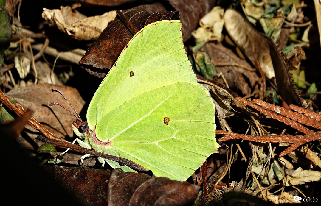 Felébredt citromlepke