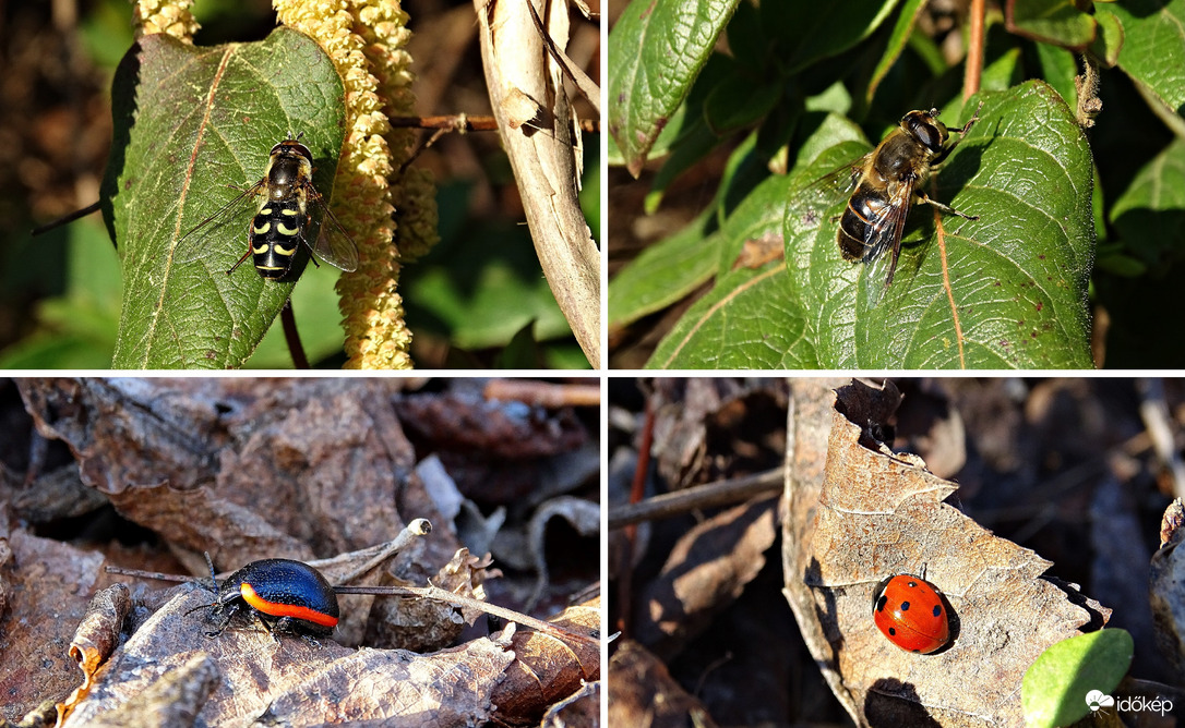 Nyüzsgés február közepén
