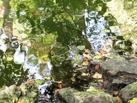 Sárvár, Arborétum