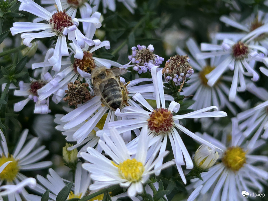 Vácrátót, Arborétum, a tematikusan ültetett virág, mezőgazdasái növények kertrésze