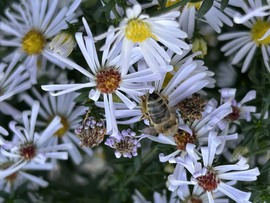 Vácrátót, Arborétum, a tematikusan ültetett virág, mezőgazdasái növények kertrésze
