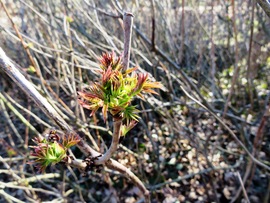 Gödöllö, Kastélykert