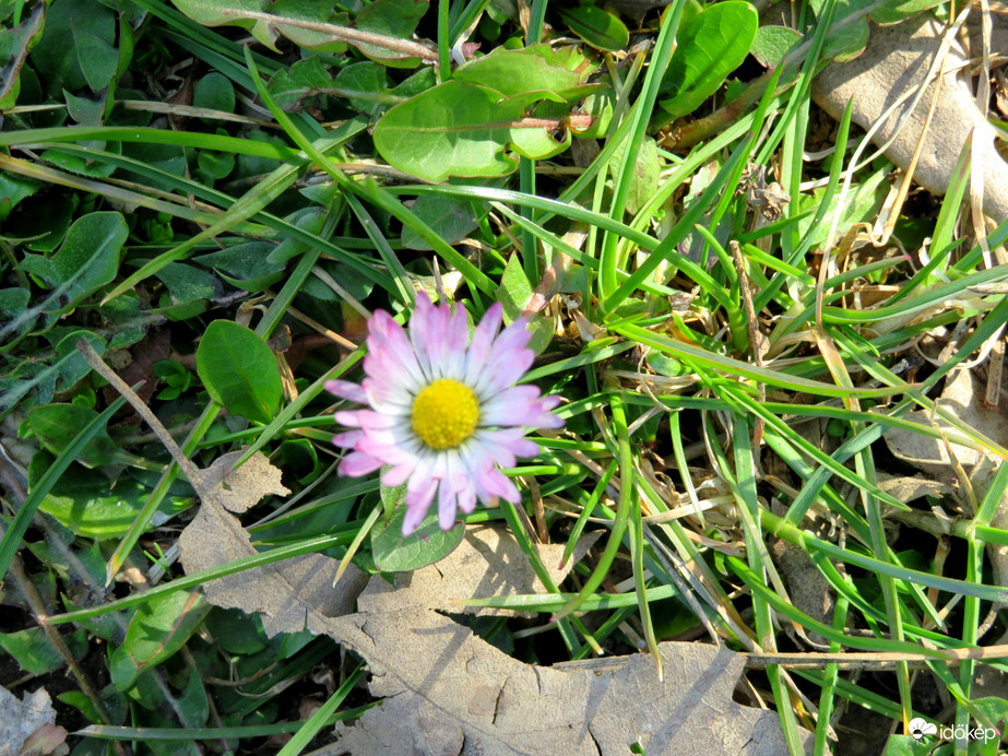 Gödöllö, Kastélykert