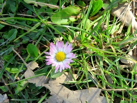 Gödöllö, Kastélykert