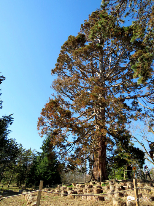 Gödöllö, Kastélykert