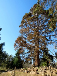 Gödöllö, Kastélykert