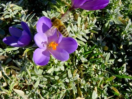 Gödöllö, Kastélykert