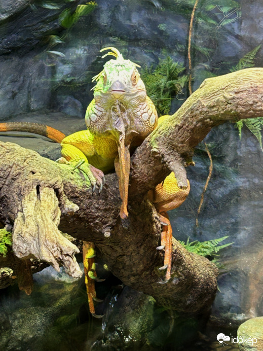 Pécs, ZOO