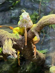 Pécs, ZOO