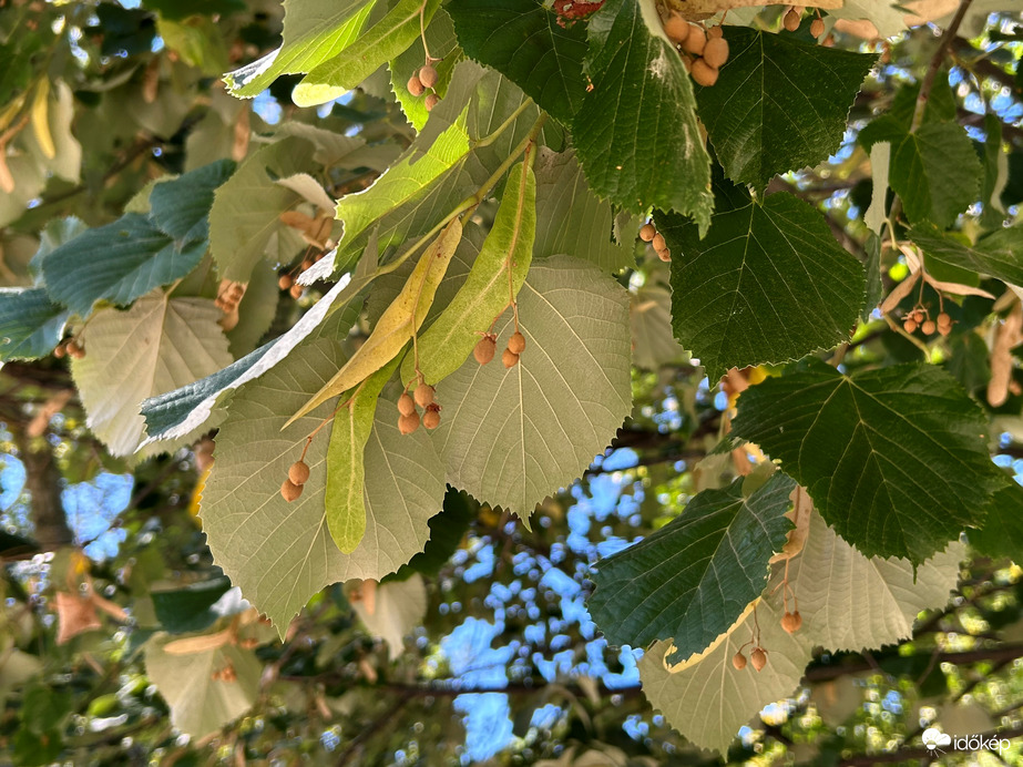 Beérnek a termések