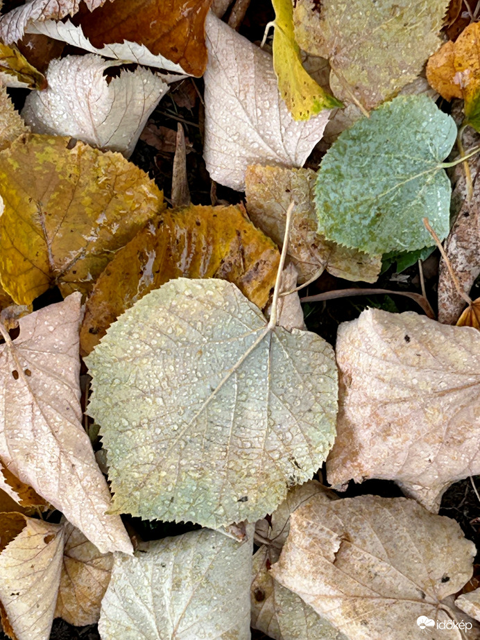 Formák, színek, az avar illata