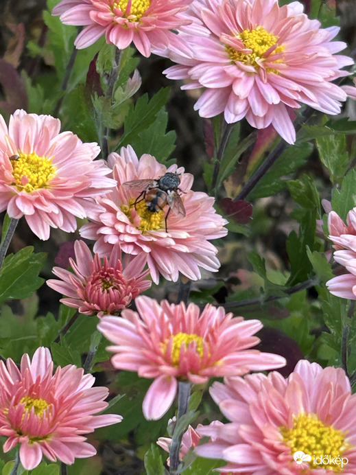 Amíg virág nyílik, munka is van!