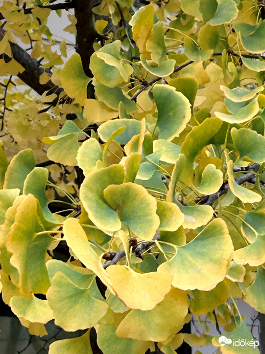 Őszi köntösbe bújva