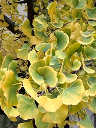 Őszi köntösbe bújva