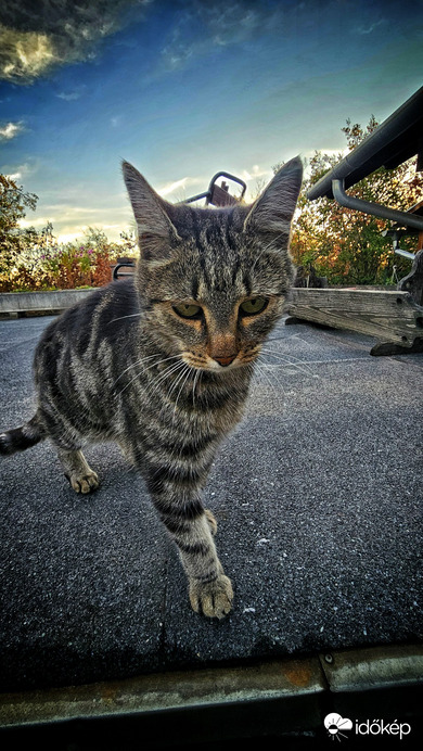 Tárnok