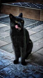 Tárnok