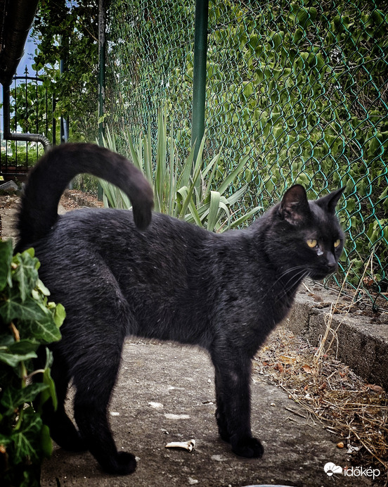 Tárnok