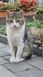Tárnok