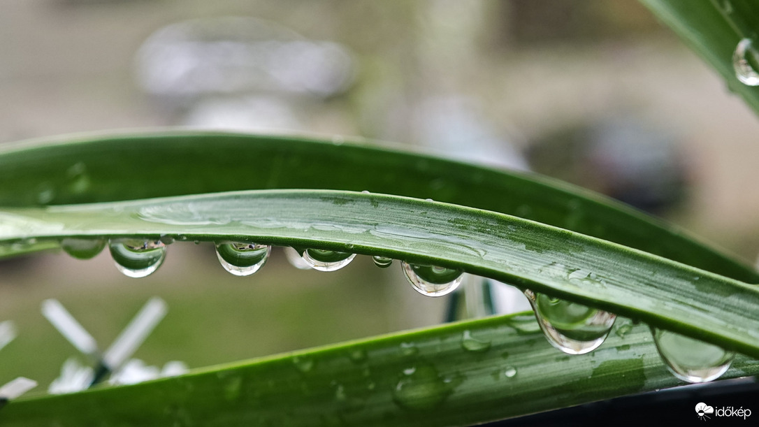 Reggeli vízcseppek