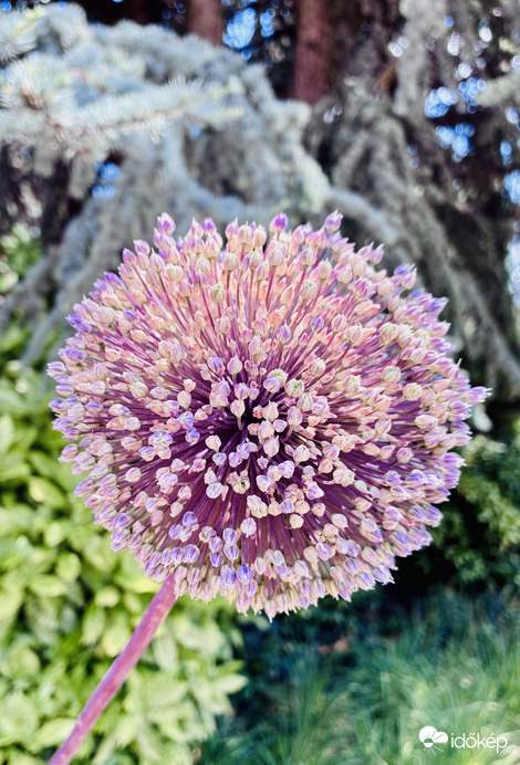 Allium 'Summer Drummer' díszhagyma