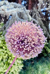 Allium 'Summer Drummer' díszhagyma