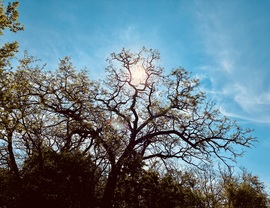 Pilis