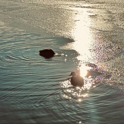 Vakító napsugárban