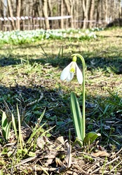 Alcsúti arborétum hóvirág