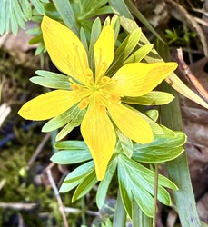 Kikeleti téltemető