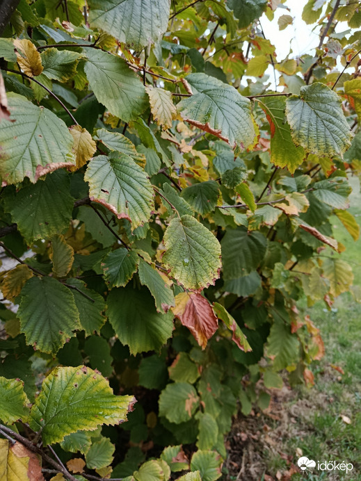 Vác