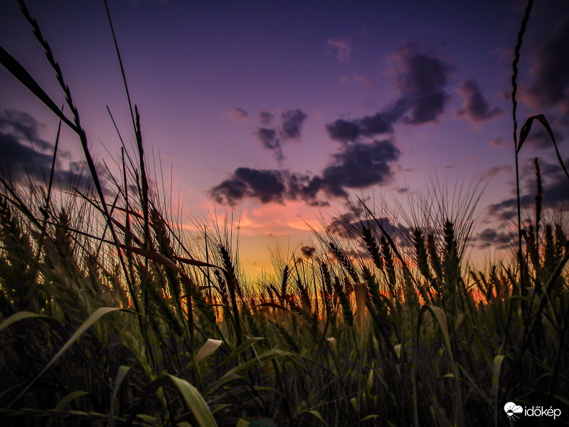Naplemente a búzába.