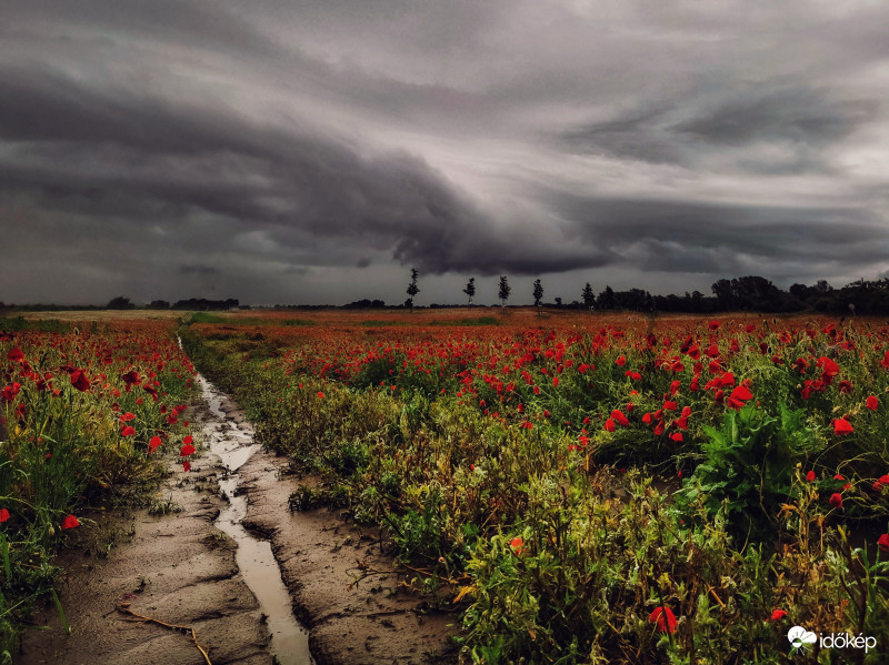 Pipacs mező és a hidegfront. 