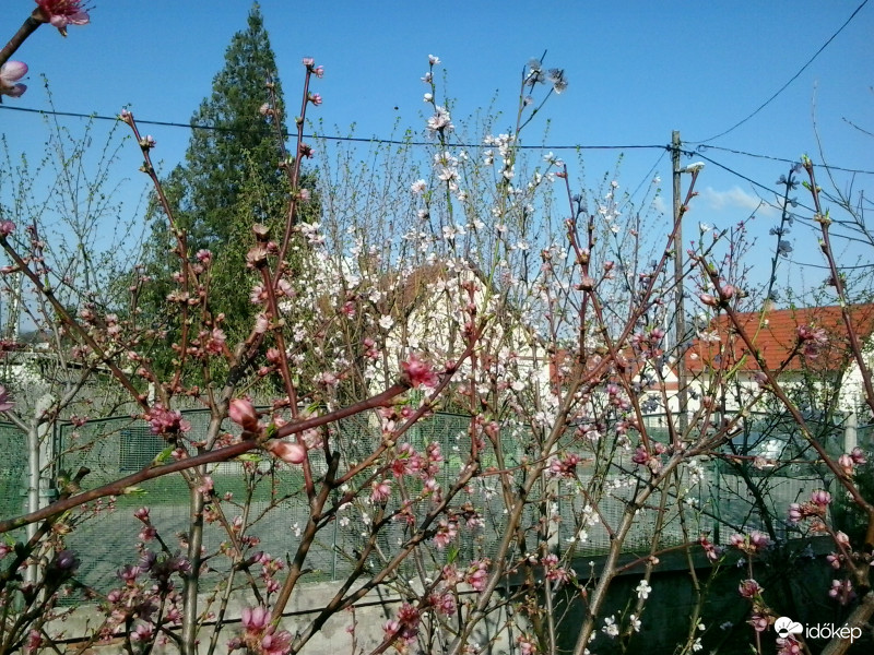 Kis virágzás.
