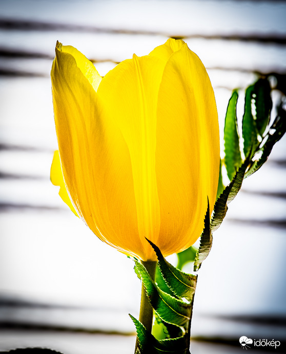 Tulipán 